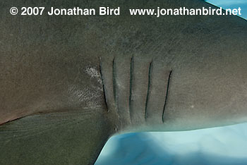 Lemon Shark [Negaprion brevirostris]