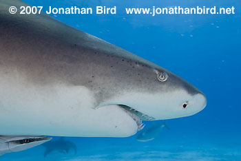 Lemon Shark [Negaprion brevirostris]