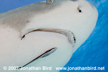 Lemon Shark [Negaprion brevirostris]