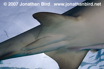 Lemon Shark [Negaprion brevirostris]