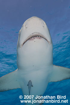 Lemon Shark [Negaprion brevirostris]