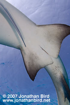 Lemon Shark [Negaprion brevirostris]