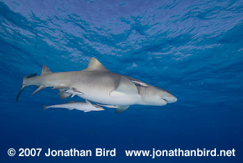 Lemon Shark [Negaprion brevirostris]