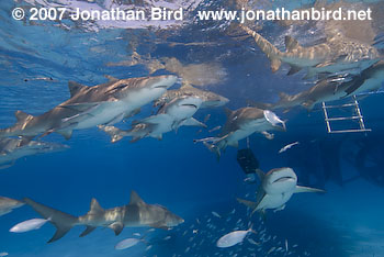 Lemon Shark [Negaprion brevirostris]