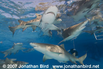 Lemon Shark [Negaprion brevirostris]