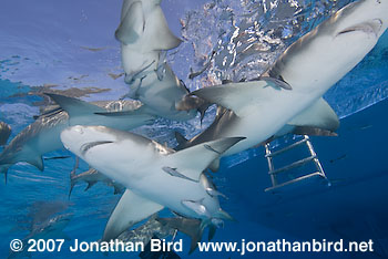 Lemon Shark [Negaprion brevirostris]