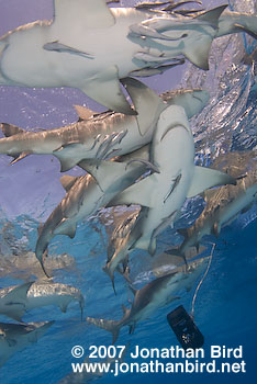 Lemon Shark [Negaprion brevirostris]