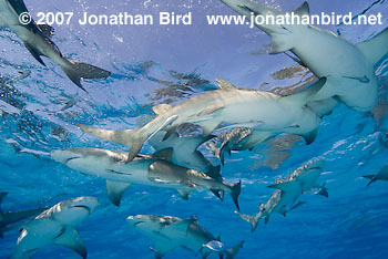 Lemon Shark [Negaprion brevirostris]