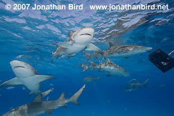 Lemon Shark [Negaprion brevirostris]