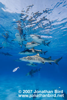 Lemon Shark [Negaprion brevirostris]