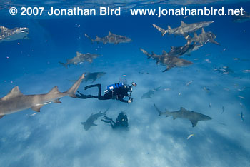 Lemon Shark [Negaprion brevirostris]