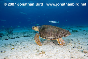 Loggerhead Sea turtle [Caretta caretta]