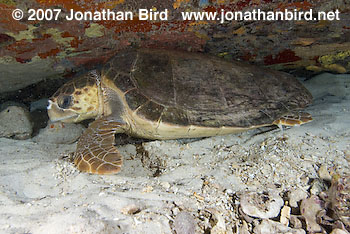 Loggerhead Sea turtle [Caretta caretta]