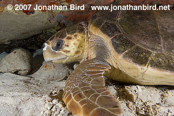 Loggerhead Sea turtle [Caretta caretta]