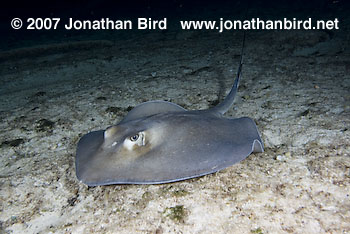 Southern Stingray [Dasyatis americana]