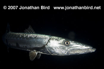 Great Barracuda [Sphyraena barracuda]