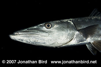 Great Barracuda [Sphyraena barracuda]