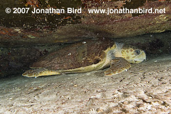 Loggerhead Sea turtle [Caretta caretta]