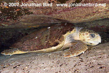 Loggerhead Sea turtle [Caretta caretta]