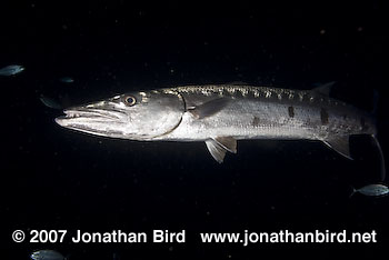 Great Barracuda [Sphyraena barracuda]