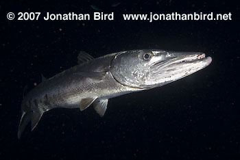 Great Barracuda [Sphyraena barracuda]