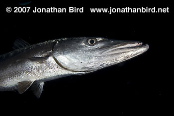 Great Barracuda [Sphyraena barracuda]