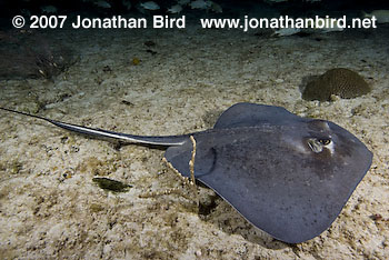 Southern Stingray [Dasyatis americana]