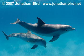 Bottlenosed Dolphin [Tursiops truncatus]