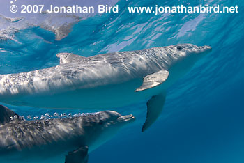 Bottlenosed Dolphin [Tursiops truncatus]