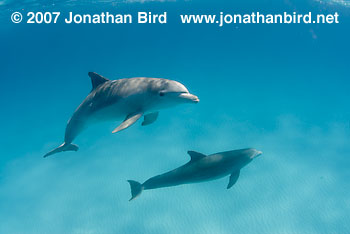 Bottlenosed Dolphin [Tursiops truncatus]