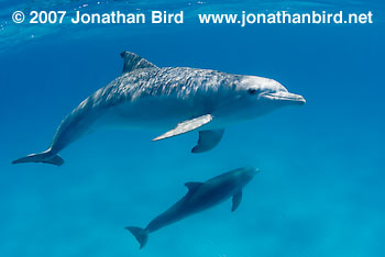 Bottlenosed Dolphin [Tursiops truncatus]