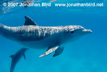 Bottlenosed Dolphin [Tursiops truncatus]