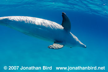 Bottlenosed Dolphin [Tursiops truncatus]