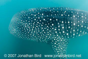 Whale Shark [Rhincodon typus]