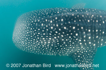 Whale Shark [Rhincodon typus]