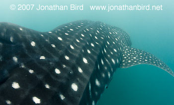 Whale Shark [Rhincodon typus]