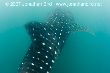 Whale Shark [Rhincodon typus]