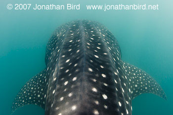 Whale Shark [Rhincodon typus]