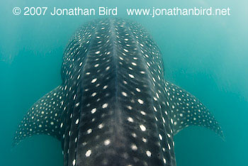 Whale Shark [Rhincodon typus]