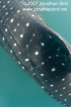 Whale Shark [Rhincodon typus]