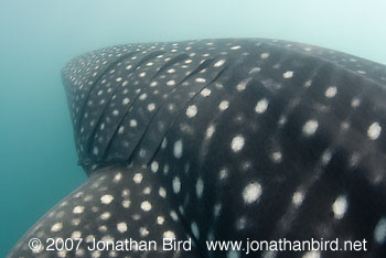 Whale Shark [Rhincodon typus]