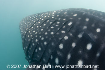 Whale Shark [Rhincodon typus]