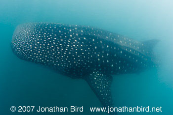 Whale Shark [Rhincodon typus]