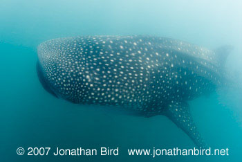 Whale Shark [Rhincodon typus]