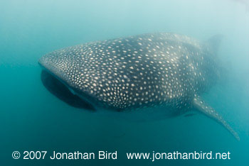 Whale Shark [Rhincodon typus]