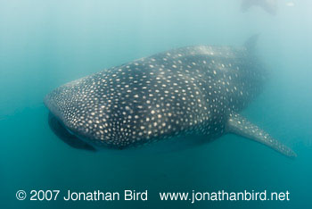 Whale Shark [Rhincodon typus]