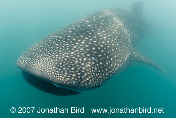 Whale Shark [Rhincodon typus]