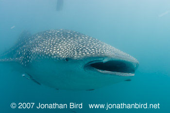 Whale Shark [Rhincodon typus]