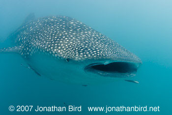 Whale Shark [Rhincodon typus]