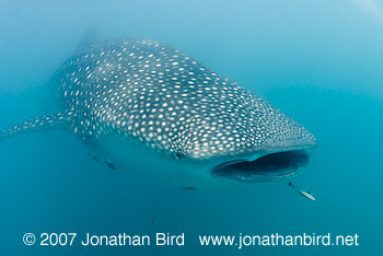 Whale Shark [Rhincodon typus]